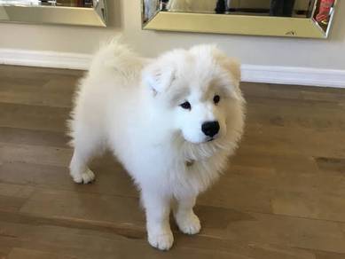 F1627 Wigglebutt Samoyed Gorgeous Litte Snow Puppy