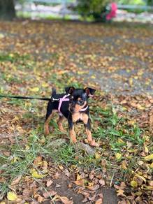 mini pinscher puppies puppy