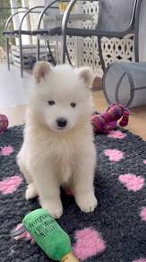 Bubbly Samoyed Gorgeous Litte Snow Puppy Puppy Dog