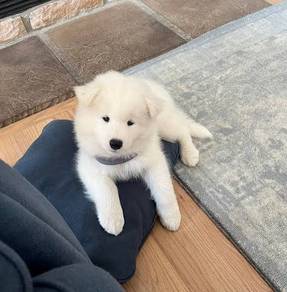 Whimpery Samoyed Gorgeous Litte Snow Puppy Dog