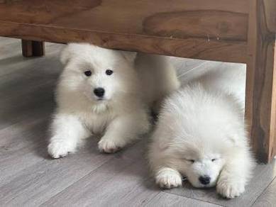 U1789 Pure Samoyed Gorgeous Litte Snow Puppy Dog