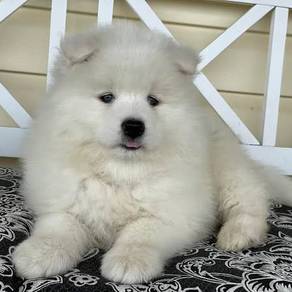Charming Samoyed Gorgeous Litte Snow Puppy Puppy D