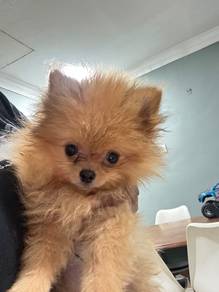 Pomeranian