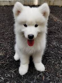 Chirpy Samoyed Gorgeous Litte Snow Puppy Baby Pupp