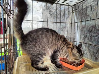 kucing campur