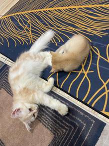 kucing parsi