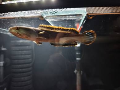 Channa Limbata