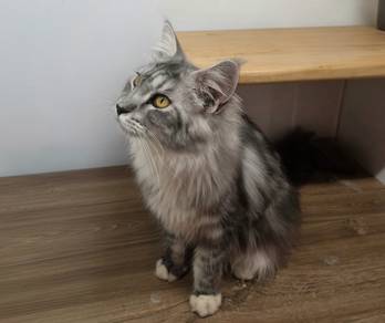 Mainecoon cat for sale