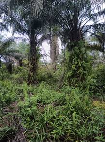 Agricultural-Land-for-sale-Rengit-Johor