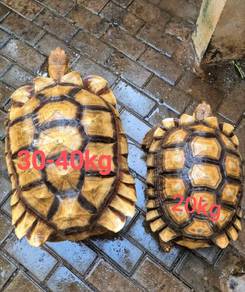 sulcata bersaiz 40kg