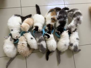 Kucing Parsi