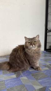 Female munchkin