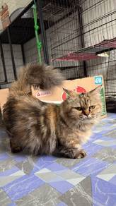 Female munchkin