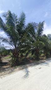 1 Acre Agriculture Land in Sungai Kajang, Tanjong Karang