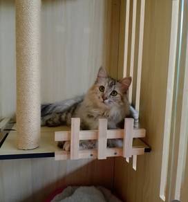 kucing untuk dijual