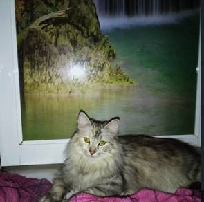kucing gebu