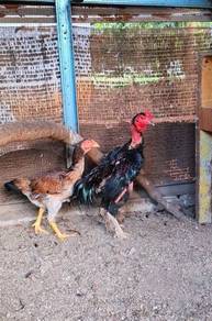 ayam ganoi