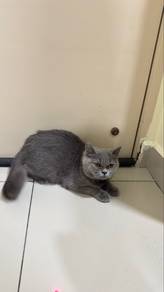 Bsh / British Short Hair