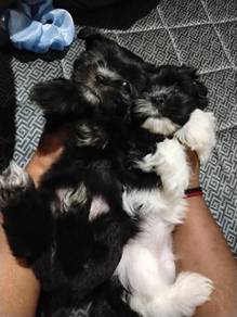 Shih Tzu 1 month old female puppy