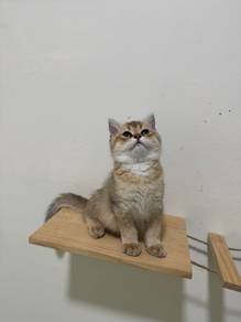 bsh golden
