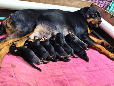 Rottweiler (Serbian bloodline )