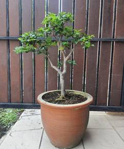 Bonsai Jaboticaba Anggur Brazil
