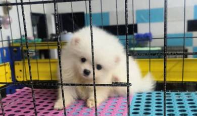 Tiny Pomeranian