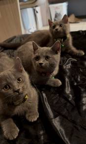 Male BSH British Shorthair Kittens