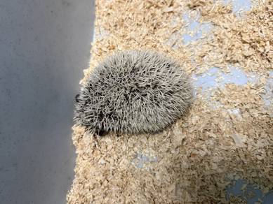 hedgehog