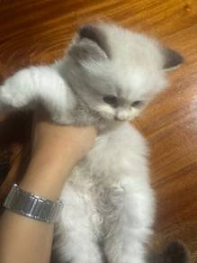 Ragdoll Kitten