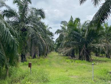 Agricultural-Land-for-sale-Bagan-Datoh-Perak