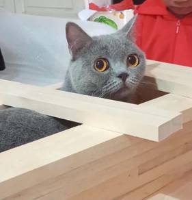 BSH kitten anak kucing