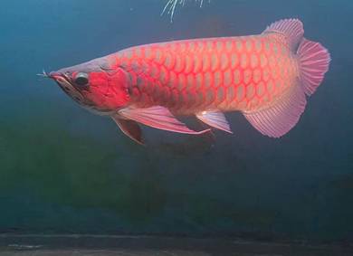 24inch super red & blood red arowana