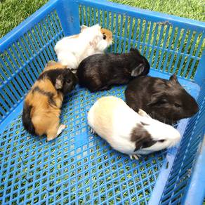 Guenia pig arbok tikus belanda