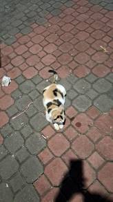 KITTENs (anak kuching Johor Bahru) needs adopting