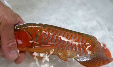 arowana super red 10 inch -wholesale price