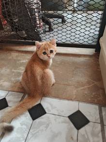 kitten golden 