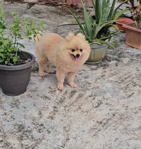 Adult Pomeranian