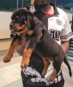 Rottweiler