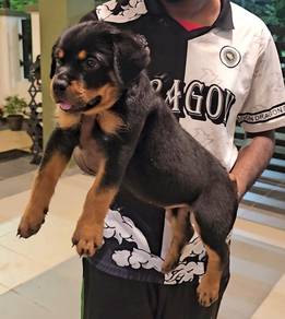 Rottweiler