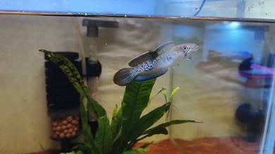 stewarti 3 inch