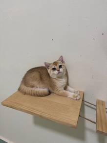 bsh golden