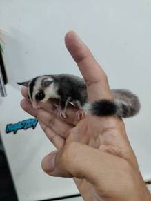 Sugar glider white face ring tail jantan