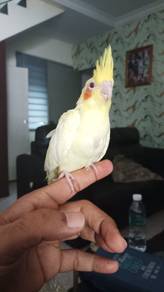 Cockatiel lutino x jinak
