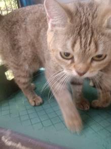 bsh