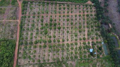 Durian Farm for Sale