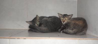 Cats For adoption