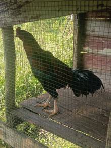 ayam sabung