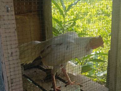 ayam  sabung 