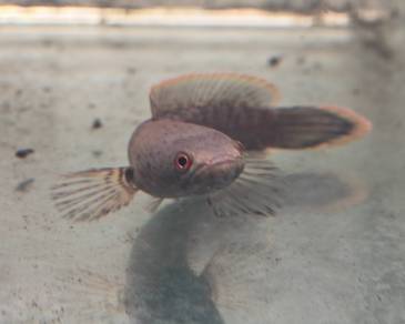Chana Limbata